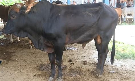 We did not find results for: Harga Sapi di Aceh Naik Hingga 5 Juta Per Ekor