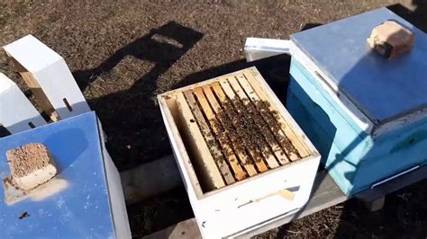 первая работа с пчелами утепление первая пыльца пчелы несут обножку