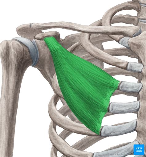 Fáscia Clavipeitoral Anatomia Componentes E Função Kenhub