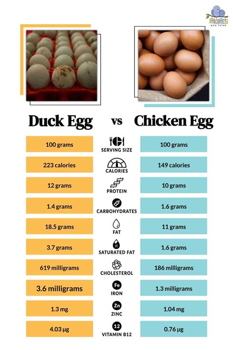 Duck Eggs Vs Chicken Eggs 3 Key Differences And Nutrition Comparison