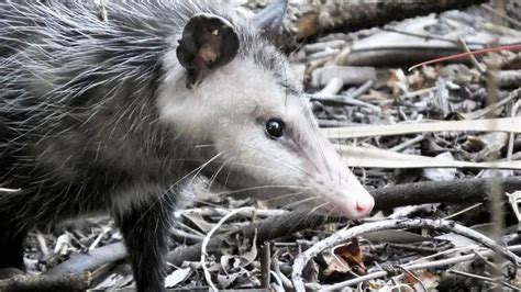 How To Get Rid Of Possums Keep Them Away From Your House And Yard
