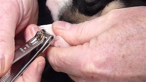 Start clipping their nails from a young age so they can get used to it early. How to Cut Cat Nails With Human Clippers - Cat Loves Best