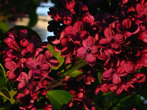 Red Lilac Flowers Perennials Hardy Perennials Trees To Plant
