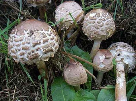 There are also various apps related to plant care, watering reminders, journals, garden management, etc. Chlorophyllum rhacodes, Shaggy Parasol mushroom ...