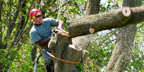 The Ideal Time to Decide On a Tree Removal Services - Home Improvements AU