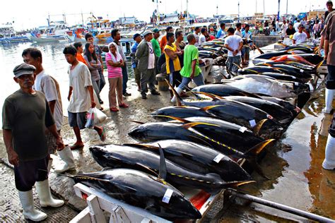 Ph Investors Keep Png Tuna Industry Vibrant