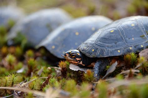 Spotted Turtle Conservation | Rcngrants.org