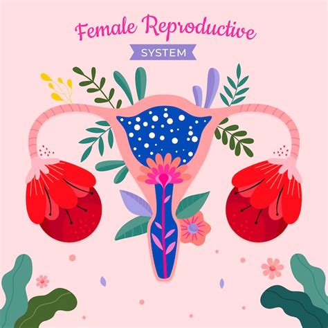 Free Vector Floral Female Reproductive System Illustrated