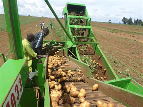 Kenyan Potato Harvest Estimated At 25 Million Tons Potato News