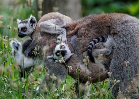 Madagascars Lemur Species Face Extinction