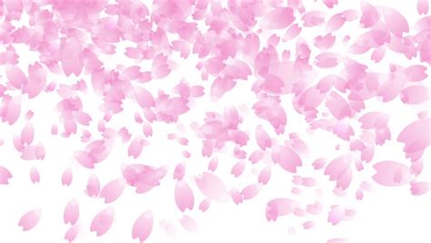 Cherry Blossom Petals Falling Royalty Free Video
