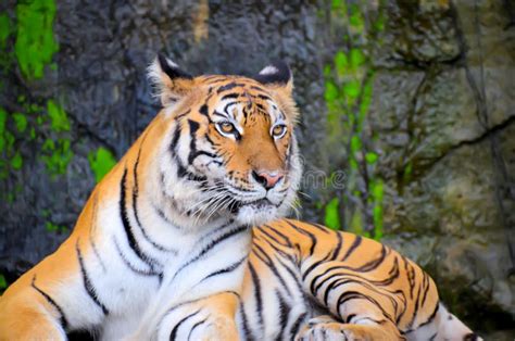 1020 Scary Tiger Stock Photos Free And Royalty Free Stock Photos From