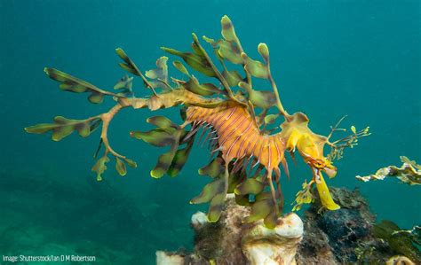 Leafy Seadragon Sea Fish Sea Dragon Marine Life
