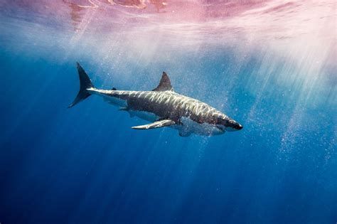 Great White Shark In Color Photo By Landon Wise National Geographic