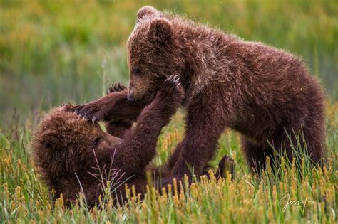 Grizzly Bear Cubs Wrestling Alaska Usa Photos By Jess Lee