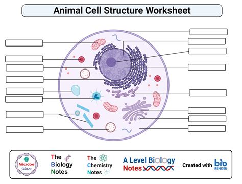 Https://tommynaija.com/worksheet/animal Cell Diagram Worksheet
