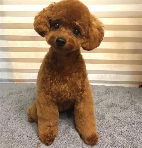 Grooming Poodle Puppy Poodle Cute Dogs