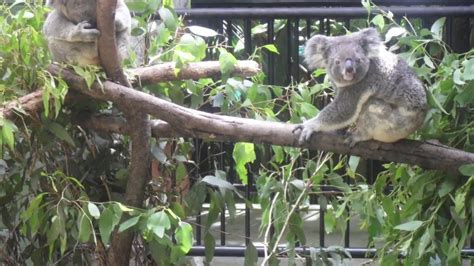 Australia Zoo And Lone Pine Koala Sanctuary Australia