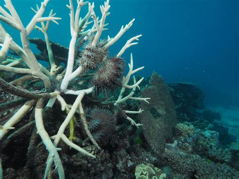 The Race To Stop Crown Of Thorns Starfish Destroying The