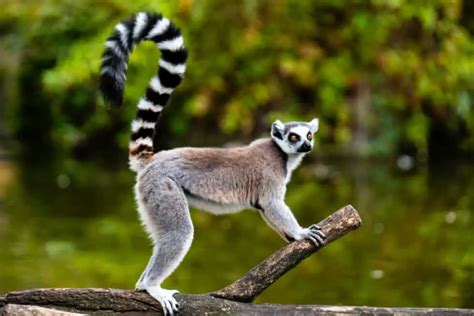 What Are The Predators Of Ring Tailed Lemurs Worldwide Nature