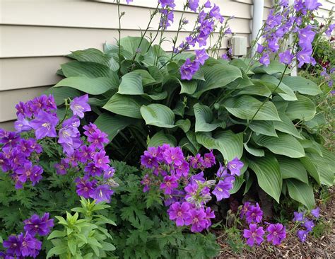 Cool Blues Bell Flower And Perrenial Geranium With Hosta Flowers