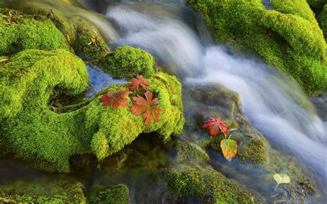 Waterfall Moss Hd Wallpaper Nature And Landscape Wallpaper Better