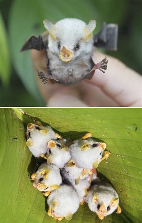 The Honduran White Bats Look Like Little Fluffy Piglets R