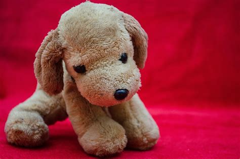 Plush Toys Puppy Soft · Free Photo On Pixabay