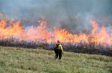 Controlled Burn At Cades Cove Helps Native Species News