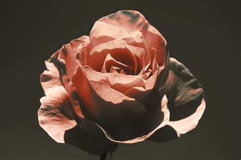 Vintage Rose Wallpapers Top Free Vintage Rose Backgrounds