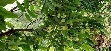 Fruit Plants फलों के पौधे फल का पौधा फ्रूट प्लांट फ्रूट प्लांट्स In Perungudi Madurai Sun