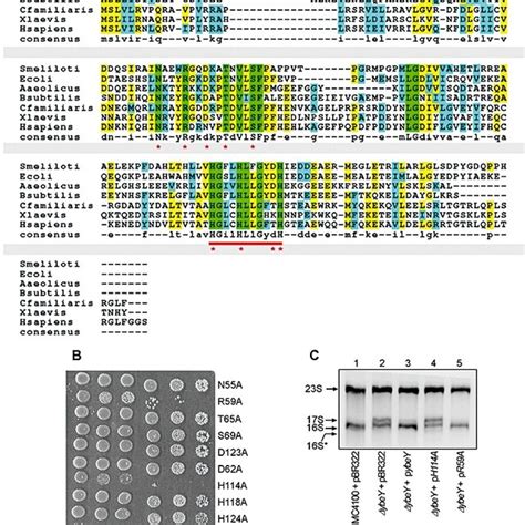 A Sequence Alignment Of Upf Homologues From Bacteria And
