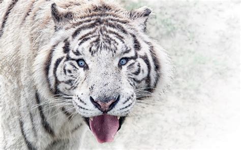 Siberian White Tiger K Wallpapers Hd Wallpapers Id