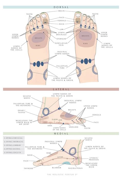 Reflexology Foot Mapfoot Chart Print In Sizes A3a4 Version Etsy
