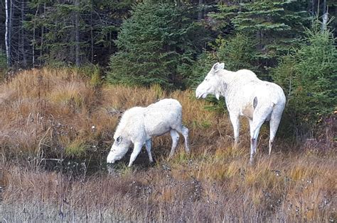 Two Rare White ‘spirit Moose Spotted Together In Northern Ontario