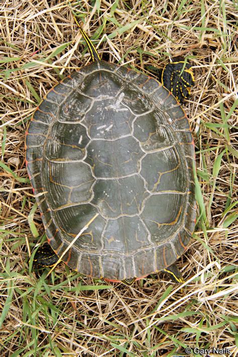 Western Painted Turtle Chrysemys Picta Bellii