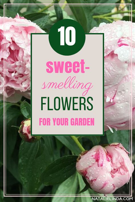 If You Crave A Fragrant Garden Then Plant Some Of These 10 Sweet