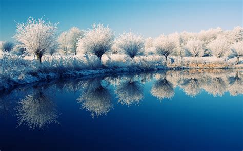 Frozen Trees On The Edge Of The Lake Beautiful Mirror
