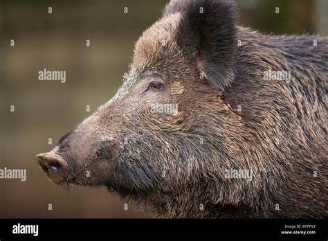 Wild Boar Sus Scrofa In Forest Setting Stock Photo Alamy