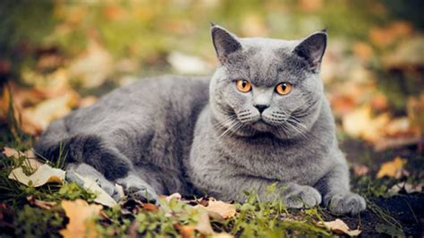 British Shorthair Cat Breed Information Images Characteristics Health