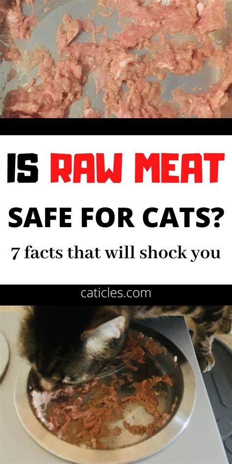 What about rabbit cat food recipes? Raw Diet for Cats: 7 Facts That Will Shock You and the ...
