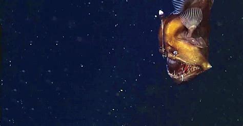 Angler Fish Are One Of The Strangest And Most Elusive Fish On The