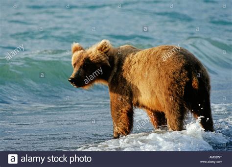 Brown Bear Ursus Arctos Standing In The Sea Katmai National Park