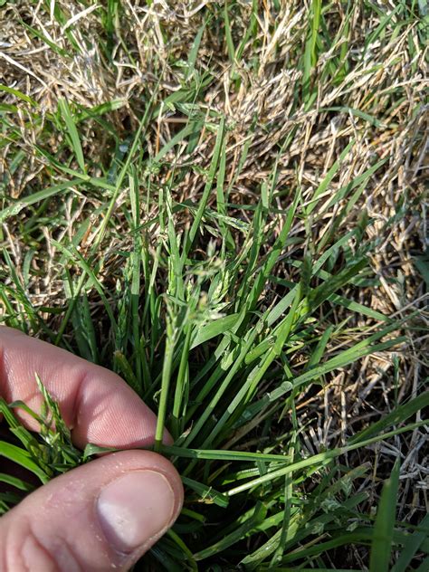 How To Kill Crabgrass In Lawn Crabgrass Is An Annual Warm Season