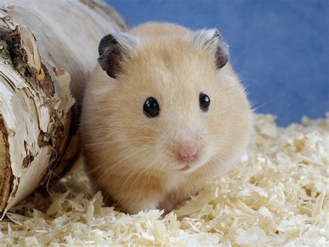 Animals Golden Hamster Picture Nr 41300 Hamster Pics Cute