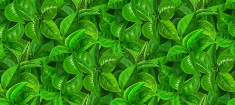 Green Tea Leaf Plants Background Stock Illustrations 450 Green Tea Leaf Plants Background