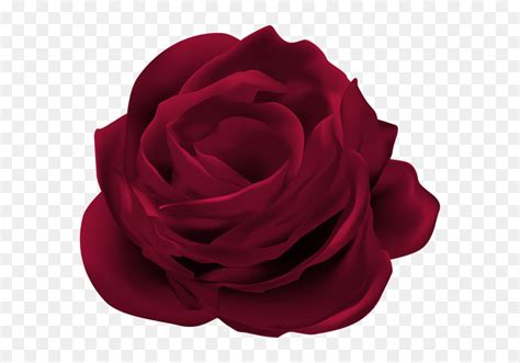 Dark Red Rose Flower Png Clip Art Image Dark Rose Transparent