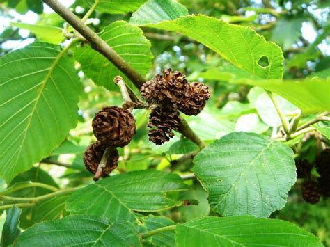 Buy Alder Hedging Plants Alnus Various Species From Hopes Grove