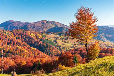 Mountainous Countryside In Autumn Rural Fields On Grassy Hills Trees