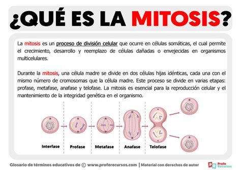 Qué Es La Mitosis Definición De Mitosis